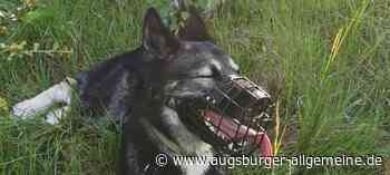 Bei einer Gassirunde auf dem Lechfeld