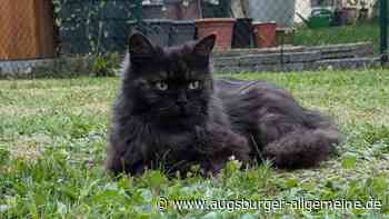 „Heißes Pflaster“: Gibt es in Weißenhorn viele Katzenhasser?