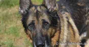 Tierheim Bamberg stellt Sorgenkind vor: Schäferhund Rex sucht ein neues Zuhause