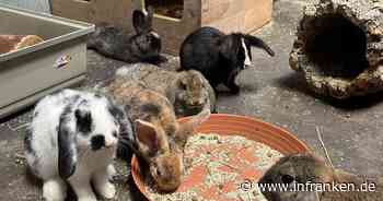 Tierheim Bamberg: Vier Monate alte Kaninchen warten auf ein neues Zuhause