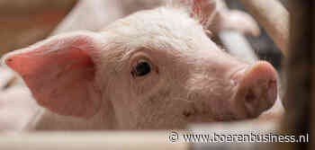 Biggenprijs koerst zijwaarts verder