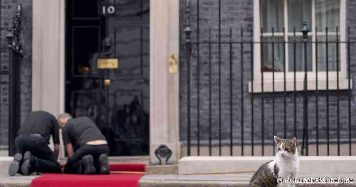 Kein Hund für die Downing Street: Premier holt Kätzchen