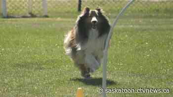 'It's just great fun': Sports dogs put to the test in agility trials in Saskatoon