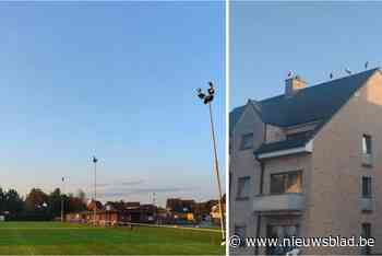 Ooievaarskolonie strijkt neer in Sinaai