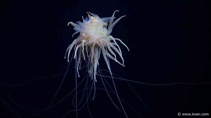 SEE IT: 'Flying spaghetti monster' and other recent eye-catching finds in the deep sea