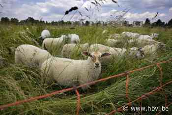 Toch ‘megaschapenstal’ vlak bij Lanaken: “Verstoring van het leefgebied van das, muurhagedis en hazelworm”