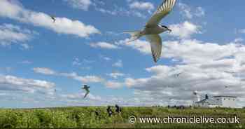 Northumberland breeding seabird's addition to red list 'very worrying'