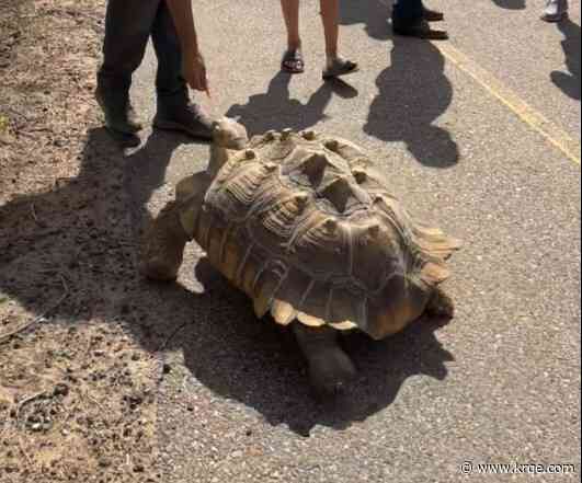 APD, bystanders stop to help tortoise in NW Albuquerque