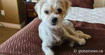 Kelowna senior shocked after dog was taken from her during evening walk