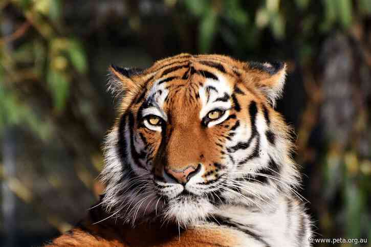 Theme Park Tiger Attack: PETA Calls For Exhibit’s Closure