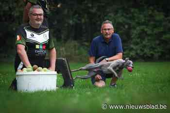 EK flyball strijkt neer in Zonhoven: “De prijs voor de winnaar? Een beker en zes zakken hondenvoer”