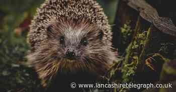 Plans lodged for new purpose-built hedgehog rehab centre in Lancashire