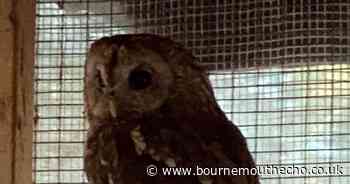 Tawny owl 'left to die in a bin' released back into the wild