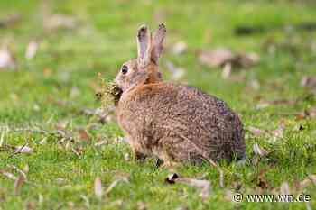 Der Kreisel wartet weiter auf seine Kaninchen