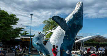 In Colombia, a Festival Celebrates Humpback Whales and Local Culture