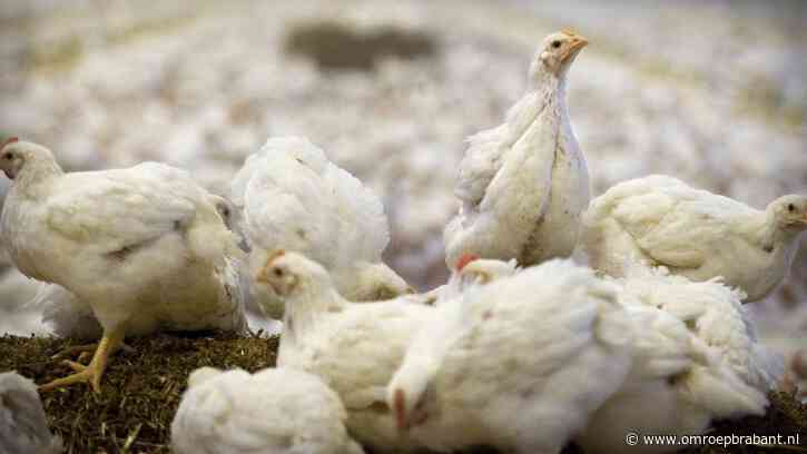 Kippenboer negeert rechter, haalt stallen niet leeg en krijgt forse boete