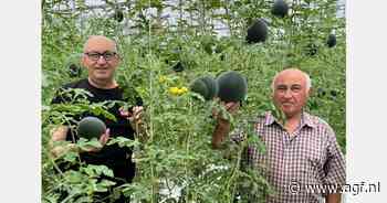 "Eerst teelt miniwatermeloenen perfectioneren, dan opschalen"