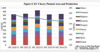 Grotere Europese steenfruitoogst verwacht