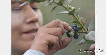 Meer blauwe bessen uit Peru verwacht