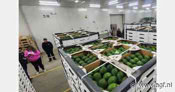 "Ecuador ontwikkelt zich tot avocadoleverancier EU en Rusland"
