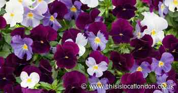 Buy 10 and get 10 free plants from You Garden