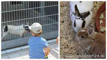 „Extrem voll belegt“: Einblicke in Tierschutz und Nachhaltigkeit im Tierheim Traunstein