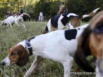 Opinion: Penned dog hunting is back in Ontario, and it's dangerous for animals and people