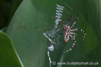 Gardeners issued warning over 'explosion' of spiders in gardens this September