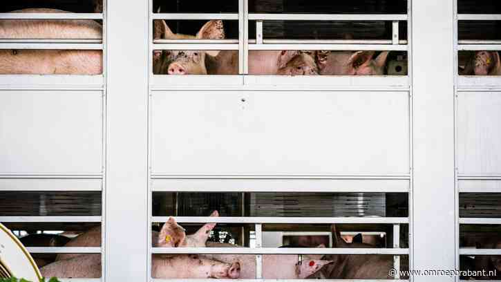 Slachterij zorgt voor verkoeling varkens bij hitte: 'Complimentje waard'