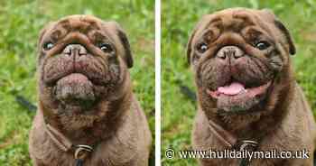 Hull pug with a 'face full of love' looking for a home