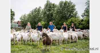 Geitenboerderij en kaasmakerij het Reigershof viert 25 jaar biologisch boeren