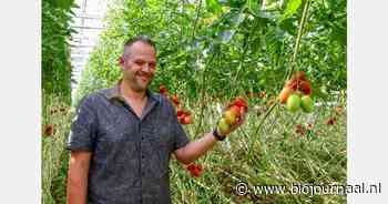 Nieuwe bio-tomaat slaat aan, opschaling volgend jaar