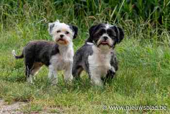 Wie herkent deze schatjes die vastgebonden hingen aan asiel?