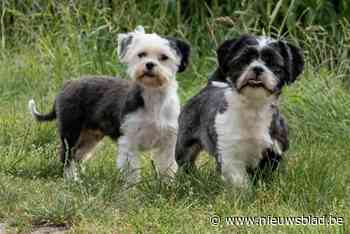 Hondjes vastgebonden aan asiel, medewerkster doet oproep: “Wie herkent deze schatjes?”