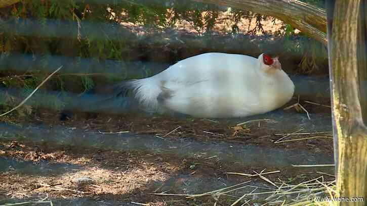 Registration opens Sept. 11 for put-and-take pheasant hunts