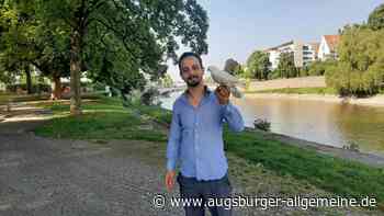 Adel Alhamani reist mit Friedenstaube Coco von Neu-Ulm nach Solingen
