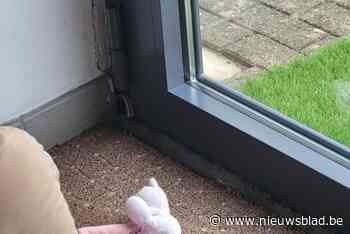 Sociale woningen in Casablanca-wijk kampen met schimmelprobleem: “Mijn dochter is de helft van het jaar ziek”