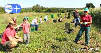 Solidarische Landwirtschaft in Gehrden: So funktioniert das Konzept in Leveste