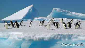 Genanalyse weist Weg nach: Wie die Vogelgrippe in die Antarktis gelangte