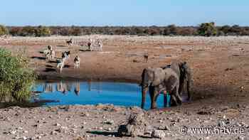 Flusspferde, Elefanten, Zebras: Namibia lässt wegen Dürre 700 Wildtiere töten