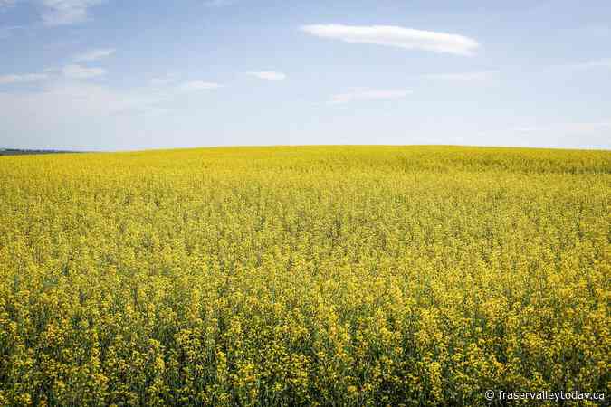 China retaliates over EV tariffs with anti-dumping probe into Canadian canola imports
