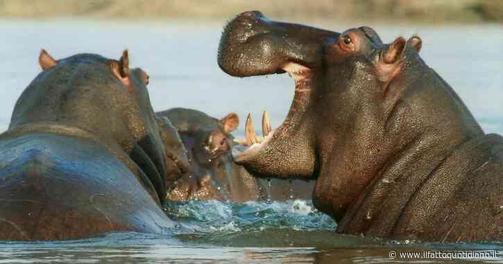 La Namibia ha iniziato l’abbattimento di 700 tra elefanti, zebre e ippopotami per combattere la siccità: “Così la popolazione avrà cibo”