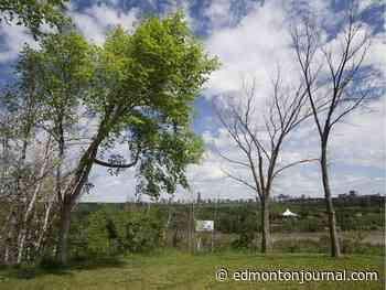 Dutch elm disease detected in Edmonton — how to prevent its spread