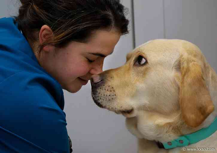 Audit finds Texas vet board has fixed some issues, but there's more work to be done