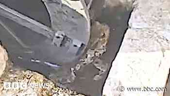 Watch: Toad enjoys 'spa massage' in water feature