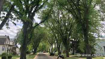 Invasive fungus that kills elm trees detected in Edmonton for first time, city says
