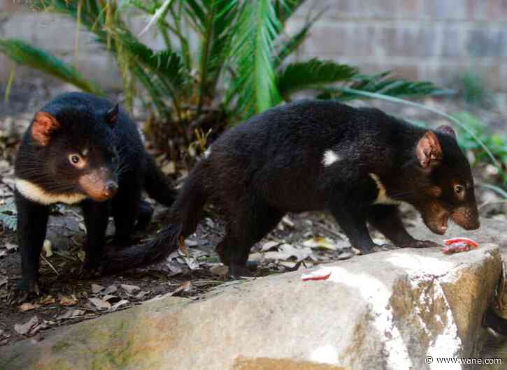 Fort Wayne Children's Zoo brings back Tasmanian devils for first time since 2021