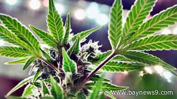 The Big Stories: Trump announces support for Florida recreational marijuana amendment, and Harris kicks off a reproductive rights bus tour