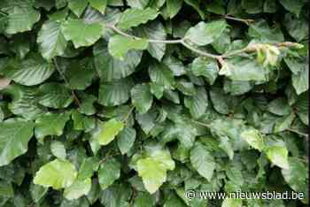 Gemeente Berlaar lanceert ‘Bloeiend Berlaar’: “Met gratis haagplanten voor inwoners”