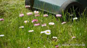 Gartenpflege im Sommer: Wie Sie verbrannten Rasen retten können